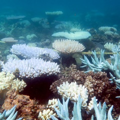 Rạn san hô lớn nhất thế giới trải qua đợt tẩy trắng nghiêm trọng nhất lịch sử